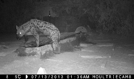 Cheetah at Kanaan