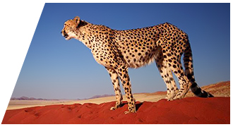 Cheetah Feeding Tour