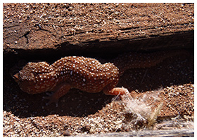 Kanaan N/a’an ku sê Desert Retreat: Conservation