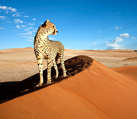 Cheetah at Kanaan