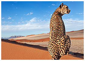 Kanaan N/a’an ku sê Desert Retreat: Photo & Film