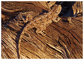 Kanaan N/a’an ku sê Desert Retreat: Photo & Film